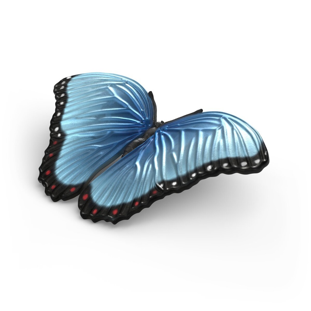 42741_part_morpho_2HY_2026