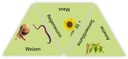 2013371002-Learningstar-Wald-Wiese-FmS-01.8883d4ed