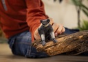 14877_Wildlife_Grosser_Indri_quer_rgb