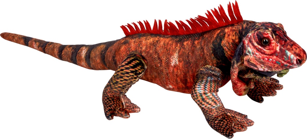 Roter Leguan - Nature Zoom Wi
