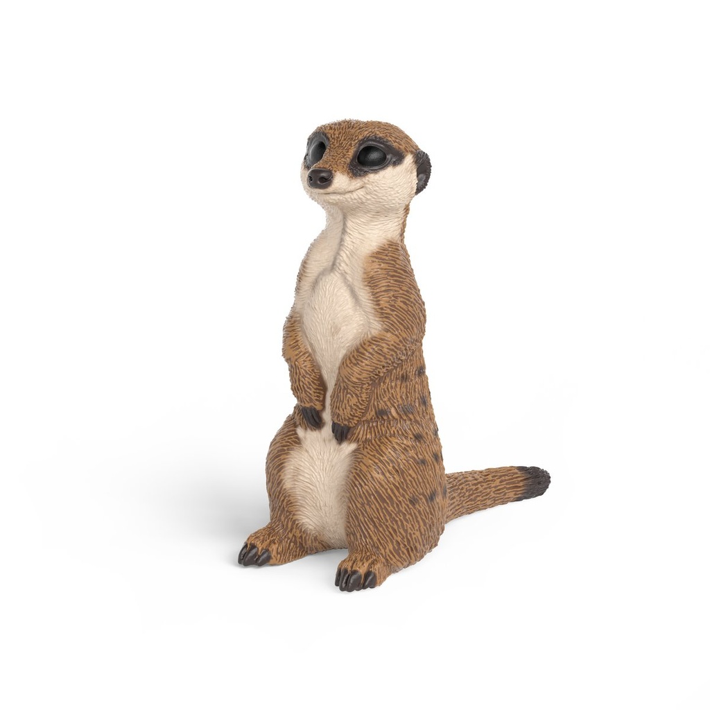 Erdmännchen