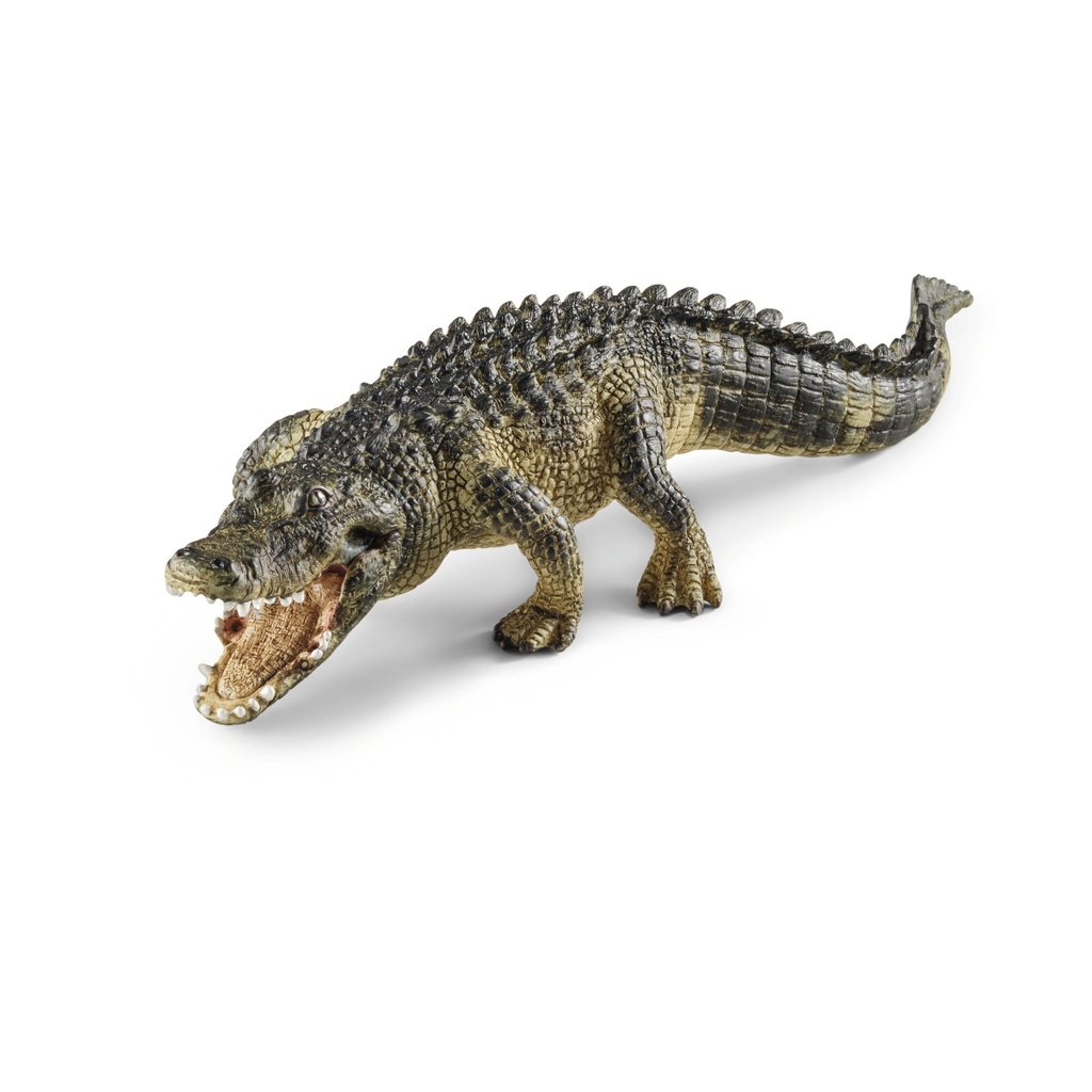 [4005086147270] Alligator