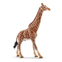 Giraffenbulle