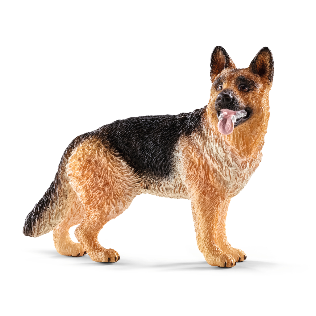 Schäferhund
