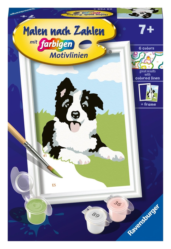 [4005556237593] Border Collie Welpe