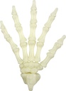 Fluoreszierende Skelett-Hand