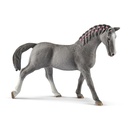 Trakehner Stute (Auslauf)