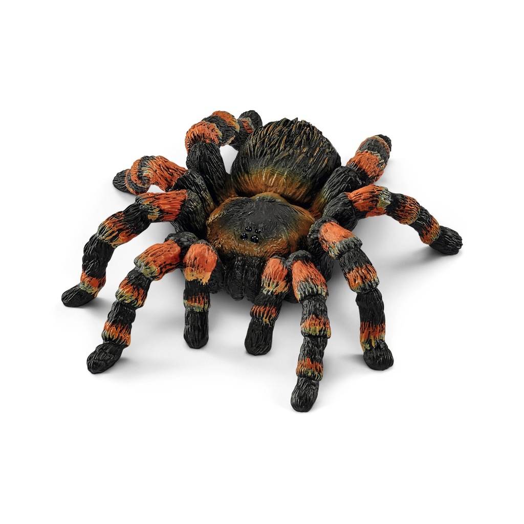 [4059433025360] Vogelspinne