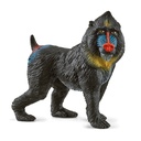 Mandrill (Auslauf)