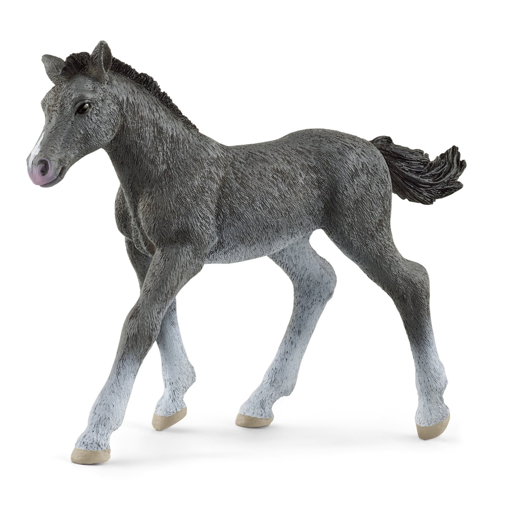 Trakehner Fohlen (Auslauf)