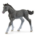 Trakehner Fohlen (Auslauf)