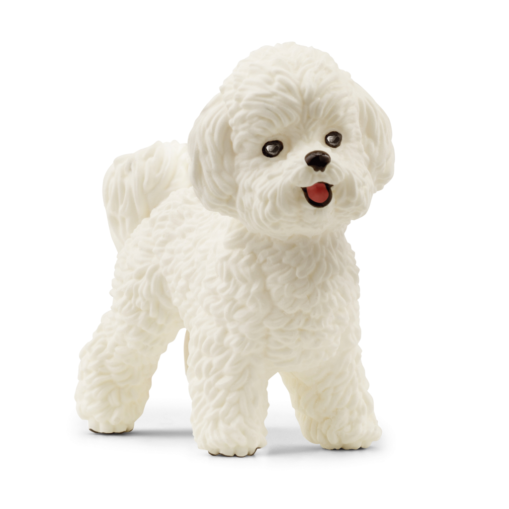 Bichon Frisé