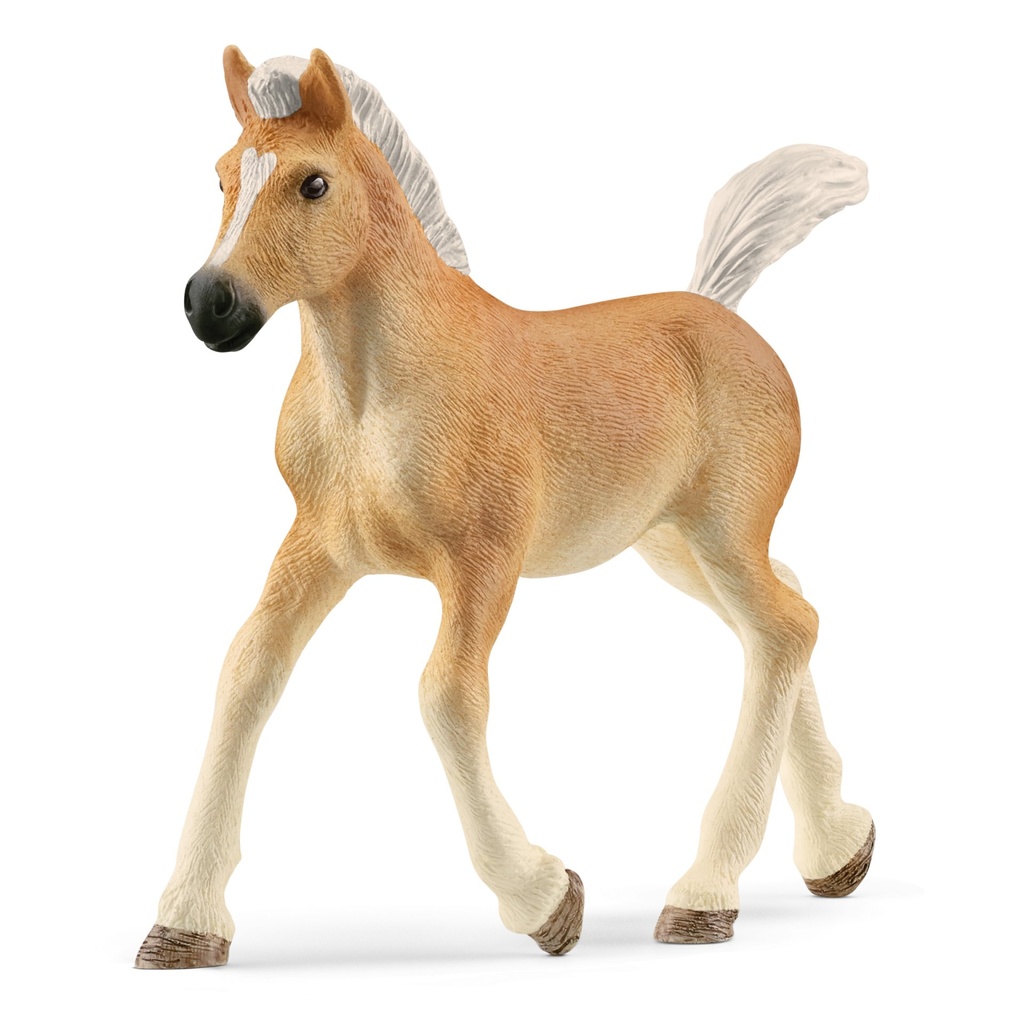 [4059433557519] Haflinger Fohlen
