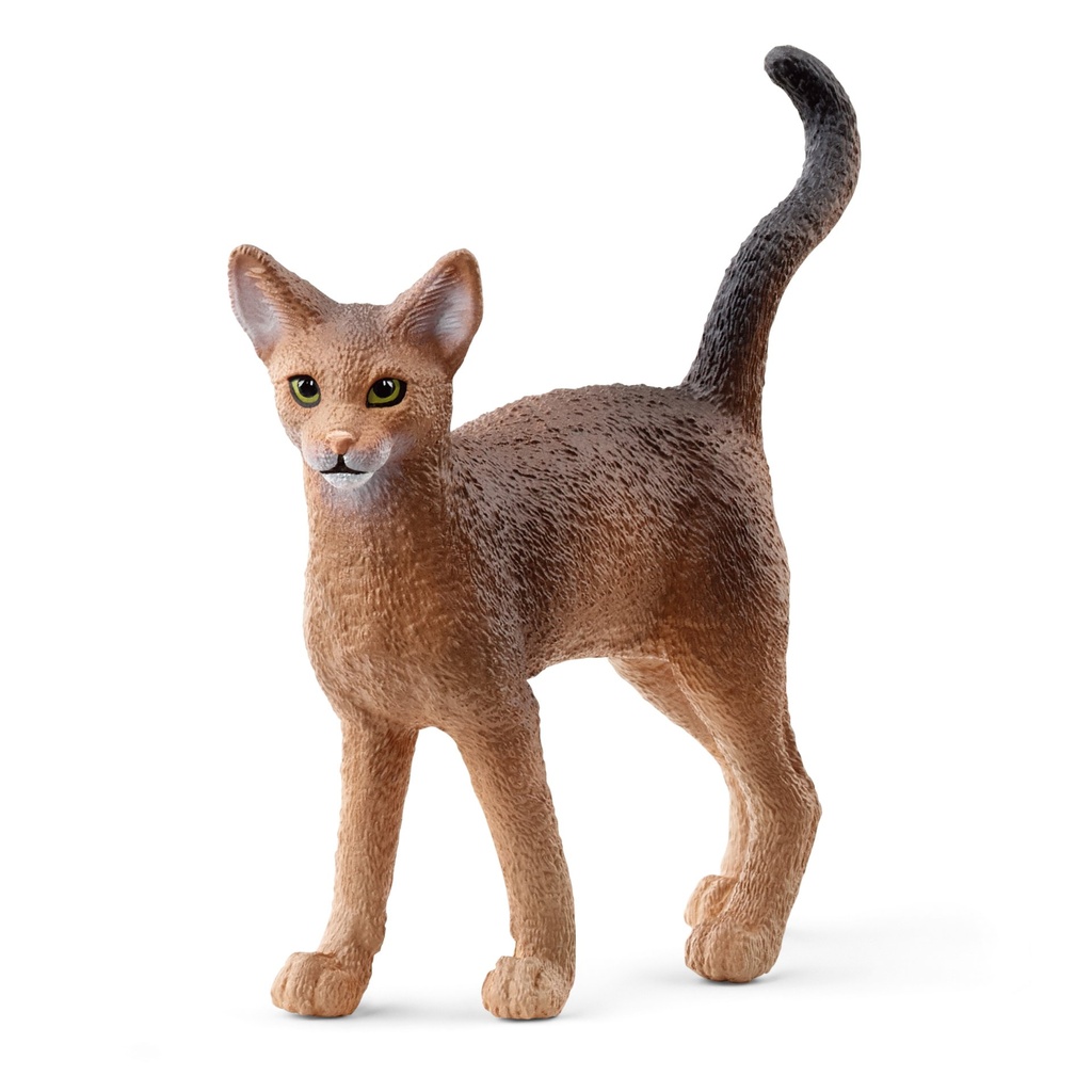 Abessinierkatze (Auslauf)