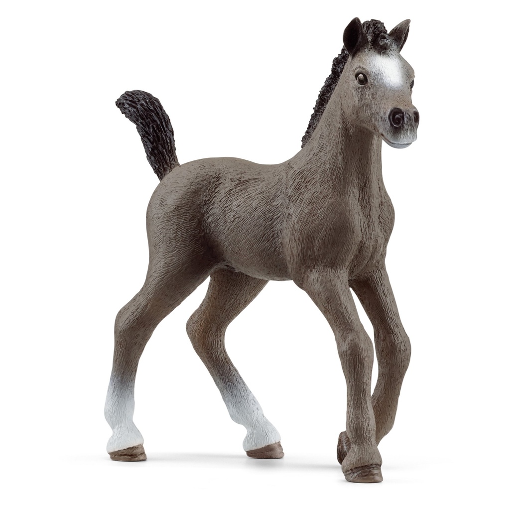 Cheval de Selle Francais Fohlen (Auslauf)
