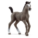 Cheval de Selle Francais Fohlen (Auslauf)