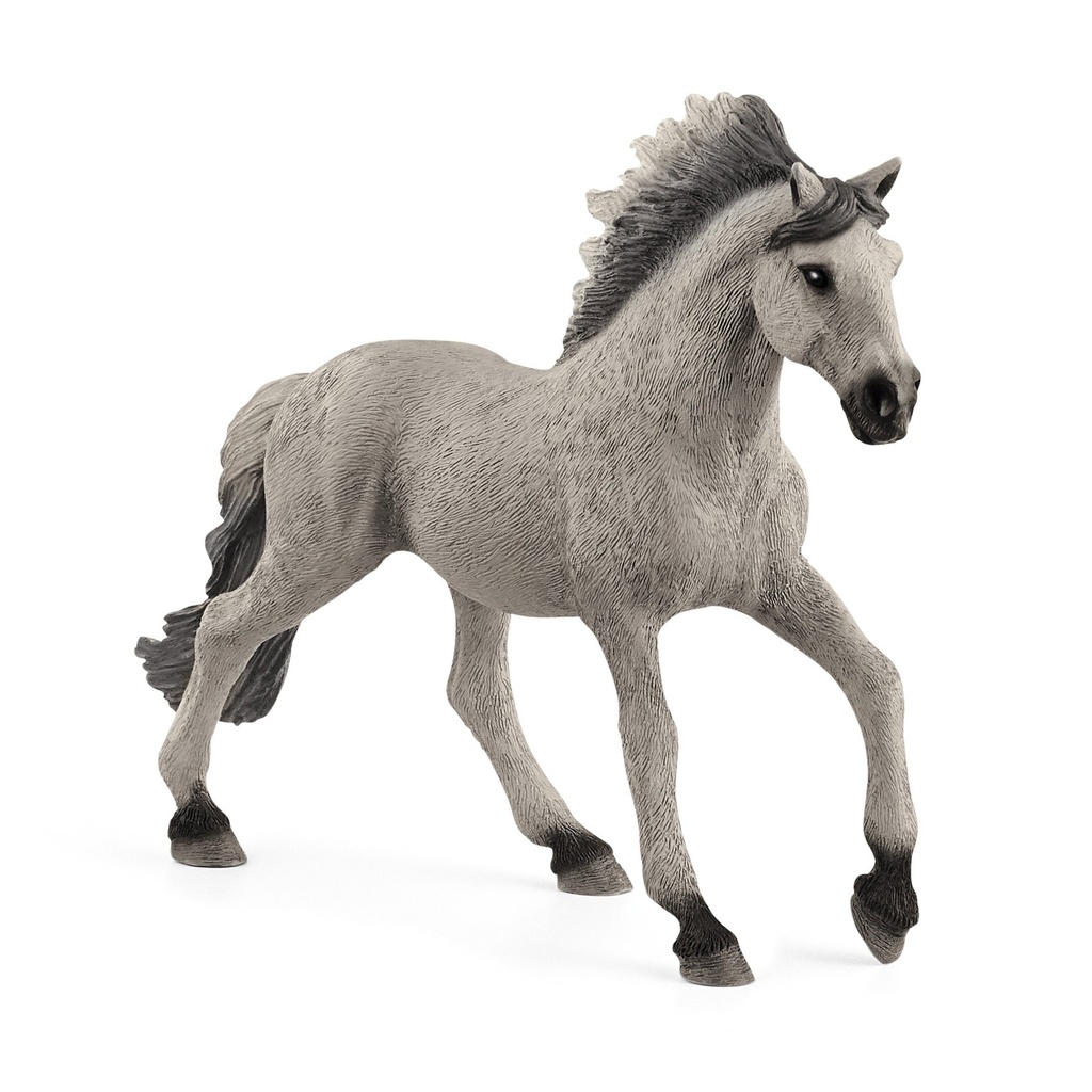 Sorraia Mustang Hengst (Auslauf)