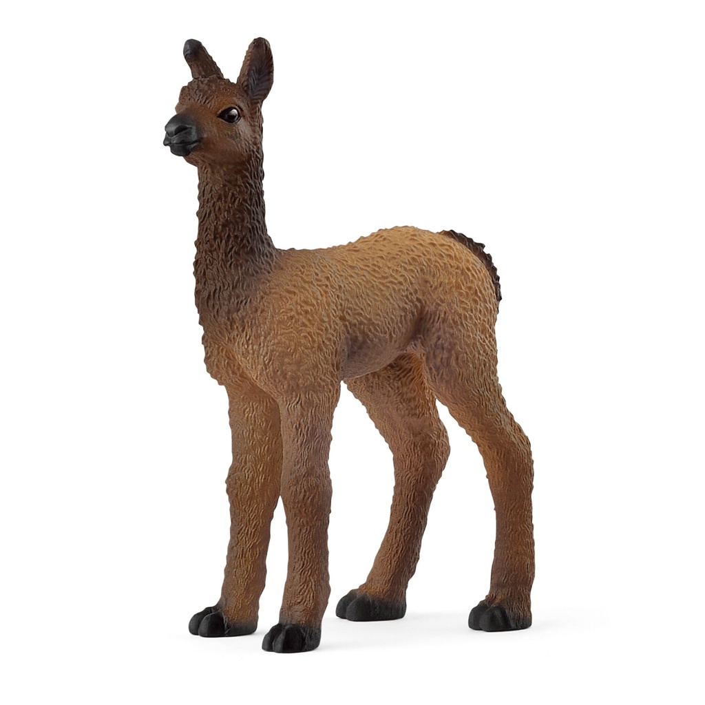 Lama Fohlen