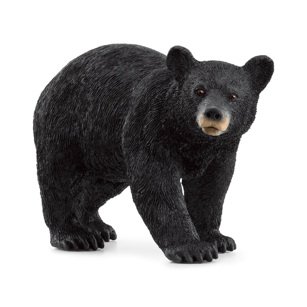 [4059433789415] Amerikanischer Schwarzbär