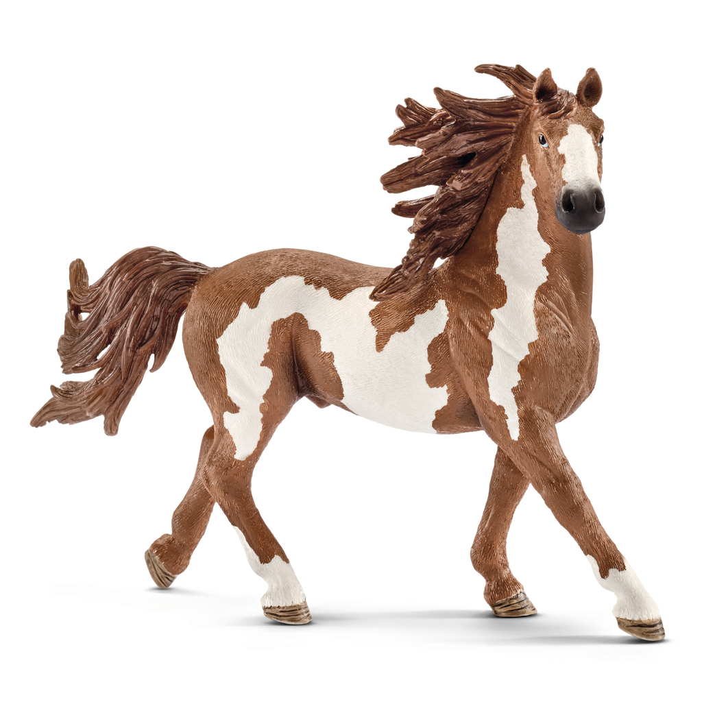 Pinto Hengst (Auslauf)