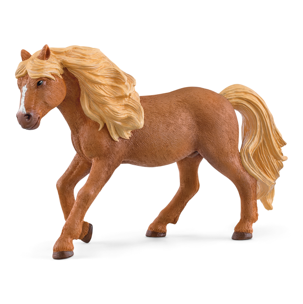 Island Pony Hengst (Auslauf)
