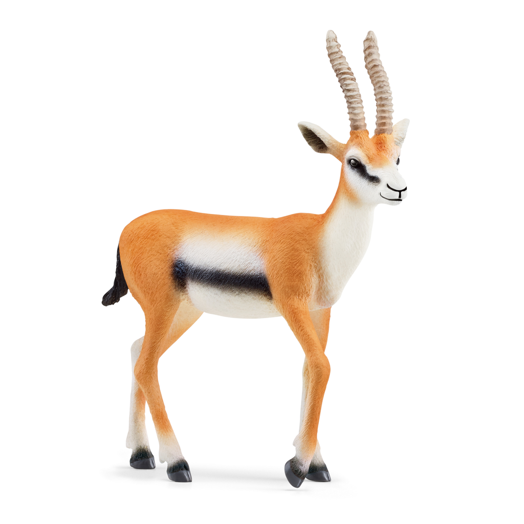 Gazelle (Auslauf)