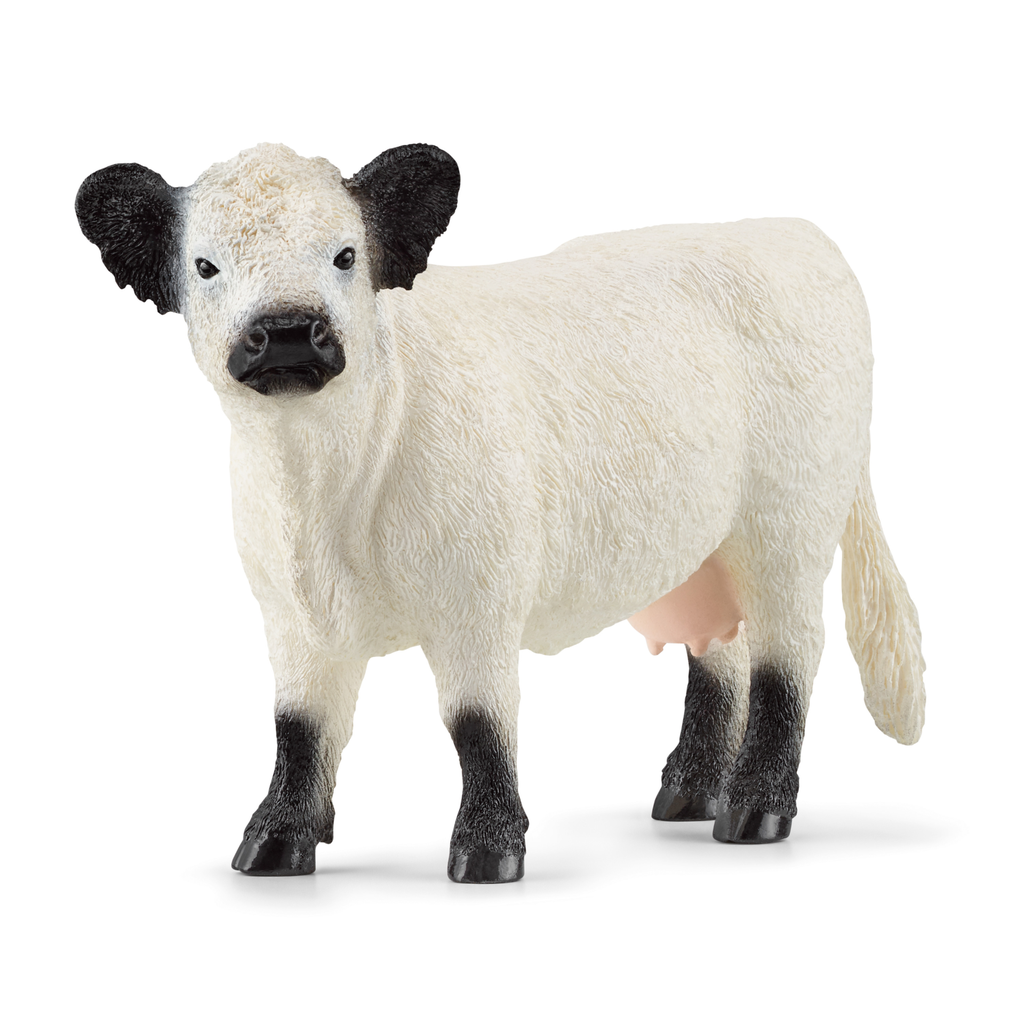 Galloway Rind