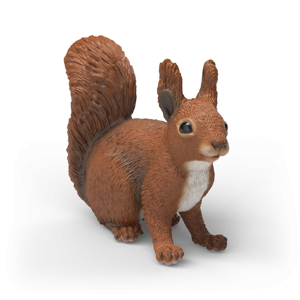 Eichhörnchen