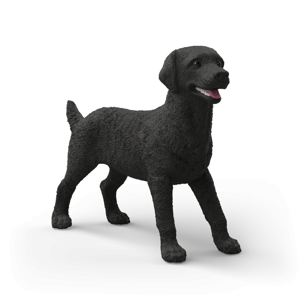 Schwarze Labrador Retriever Hündin
