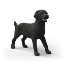 Schwarze Labrador Retriever Hündin