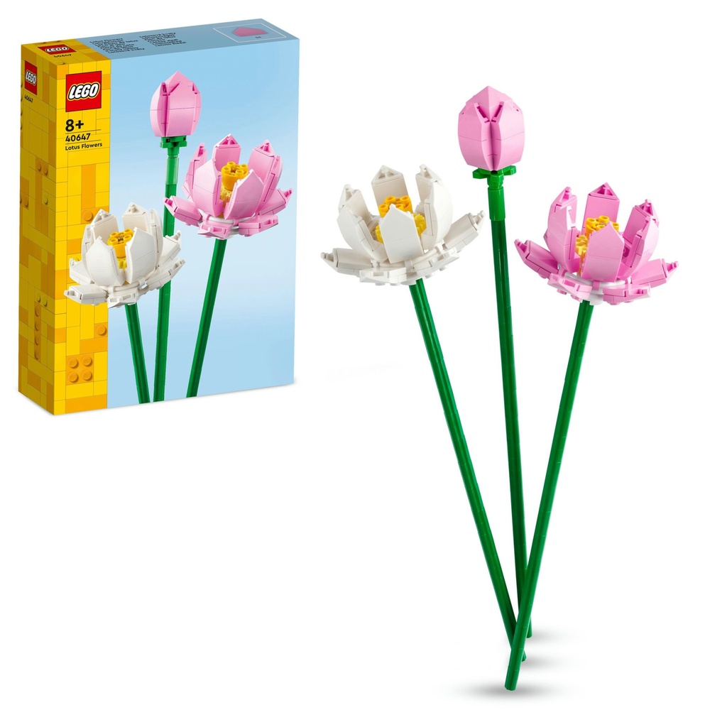 Lotusblumen (Auslauf)