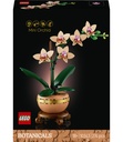 Mini-Orchidee
