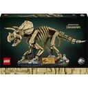 Dinosaurier-Fossilien: Triceratops